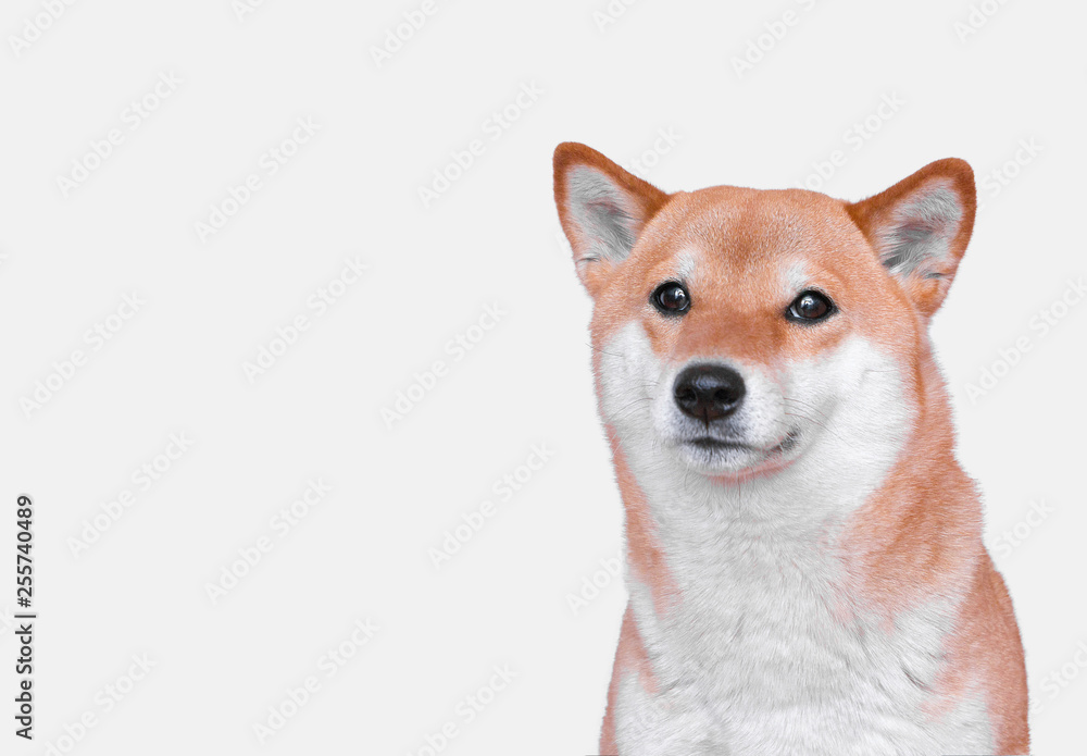 Portrait of young Shiba inu Dog on  White Background. 