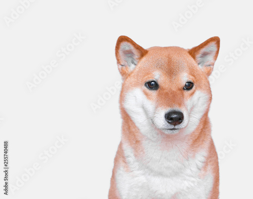 Portrait of young Shiba inu Dog on White Background. 