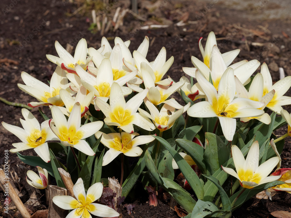 Tulipa kaufmanniana 'Wildart' - Die Seerosen-Tulpe. Dekorative Sternblumen, Gelb, cremeweiß und rot geflammt Tulipa kaufmanniana 'Wildart' - Die Seerosen-Tulpe. Dekorative Sternblumen, Gelb, cremeweiß und rot geflammt