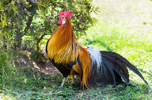 Rooster bantam crows chicken colorful red on natural background