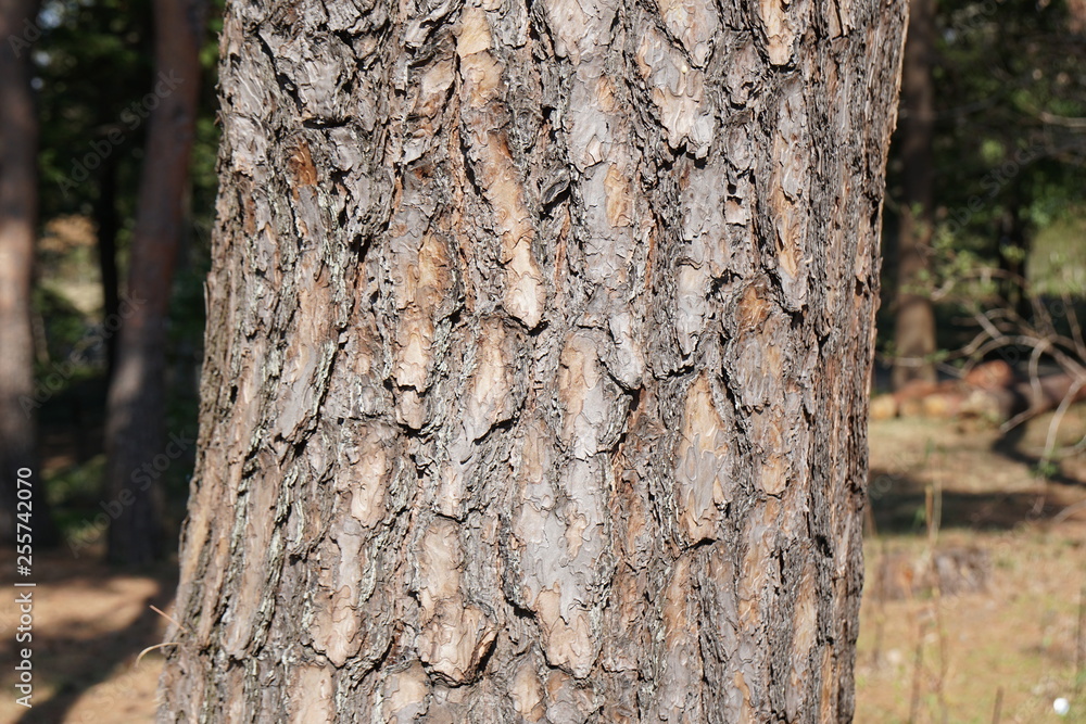 Obraz premium アカマツの樹皮