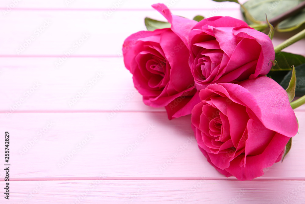 Three beautiful pink roses on pink background