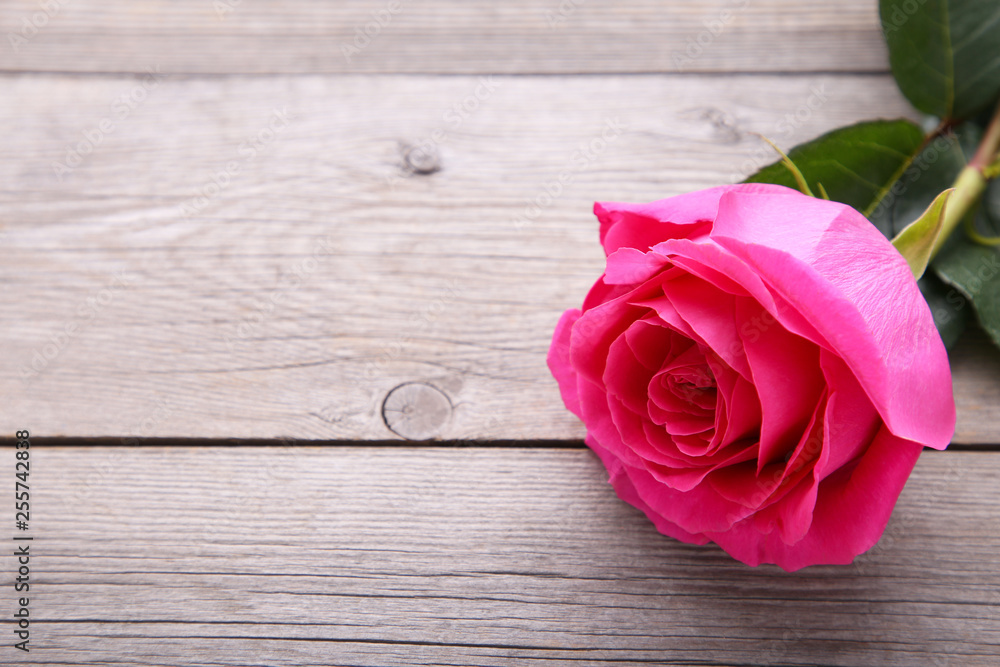 Single beautiful pink rose on grey wooden background Single beautiful pink rose on grey wooden background