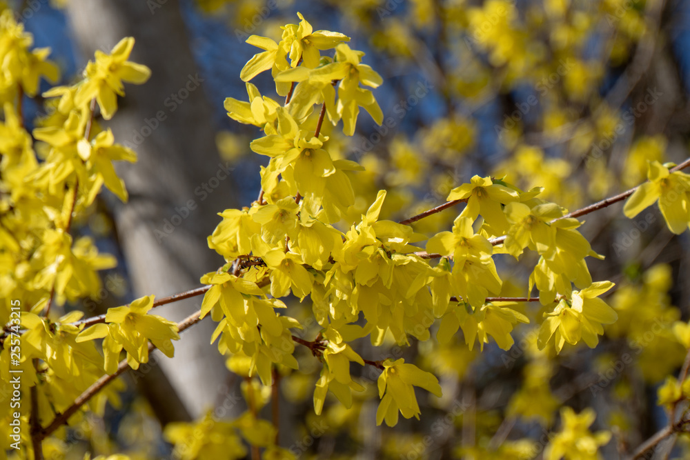 Gelbe Pflanze im Frühling