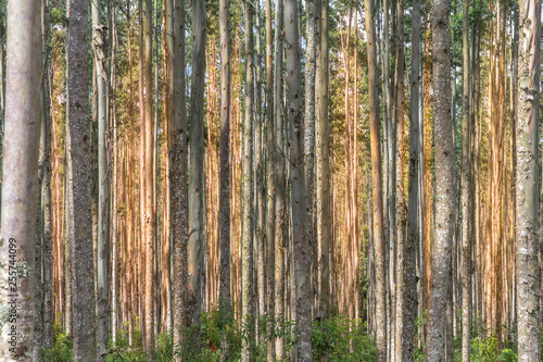 eucalyptus forest at sunrise