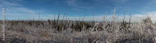 Fototapeta Naklejka Na Ścianę i Meble -  Frosty landscape