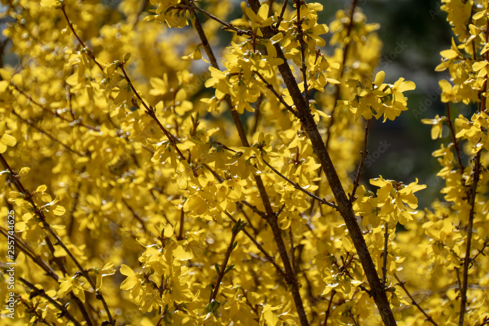 Gelbe Pflanze im Frühling Gelbe Pflanze im Frühling