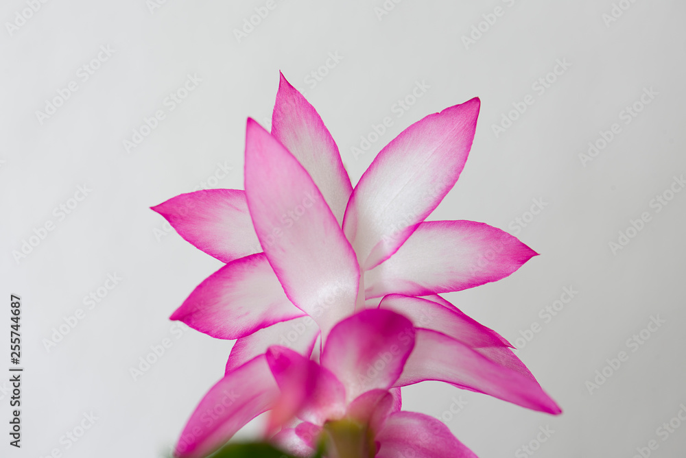 Fototapeta premium schlumbergera