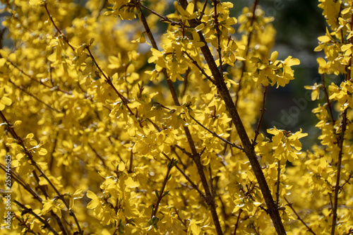 Gelbe Pflanze im Frühling