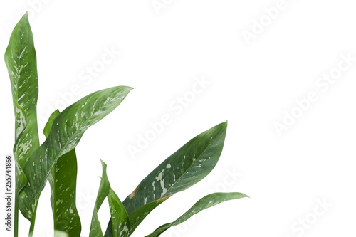 Wallpaper Mural Leaf of tropical spathiphyllum plant isolated on white Torontodigital.ca