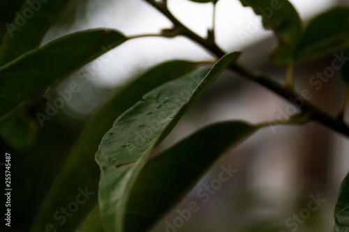 Close up of leaves after it rains.