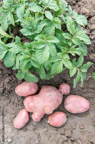 Few potatoes of a new crop under a young potato green plant growing on the soil..Natural vegetable fresh agriculture food. Ripe harvest in farm.