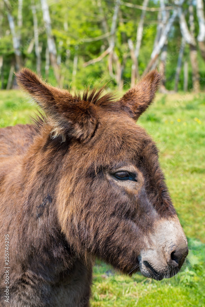 Portrait with head of donkey in meadow