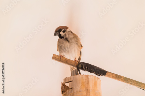 Sparrow sitting on a perch close and tamely to the camera photo