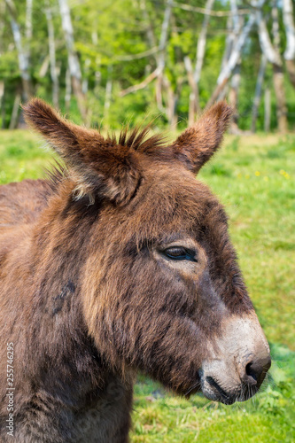Portrait with head of donkey in meadow