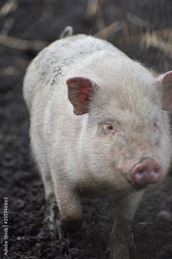 Closeup of a pink piglet walking in brown mud Closeup of a pink piglet walking in brown mud