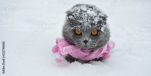 Scotish fold Cat in a scarf in the winter in the snow