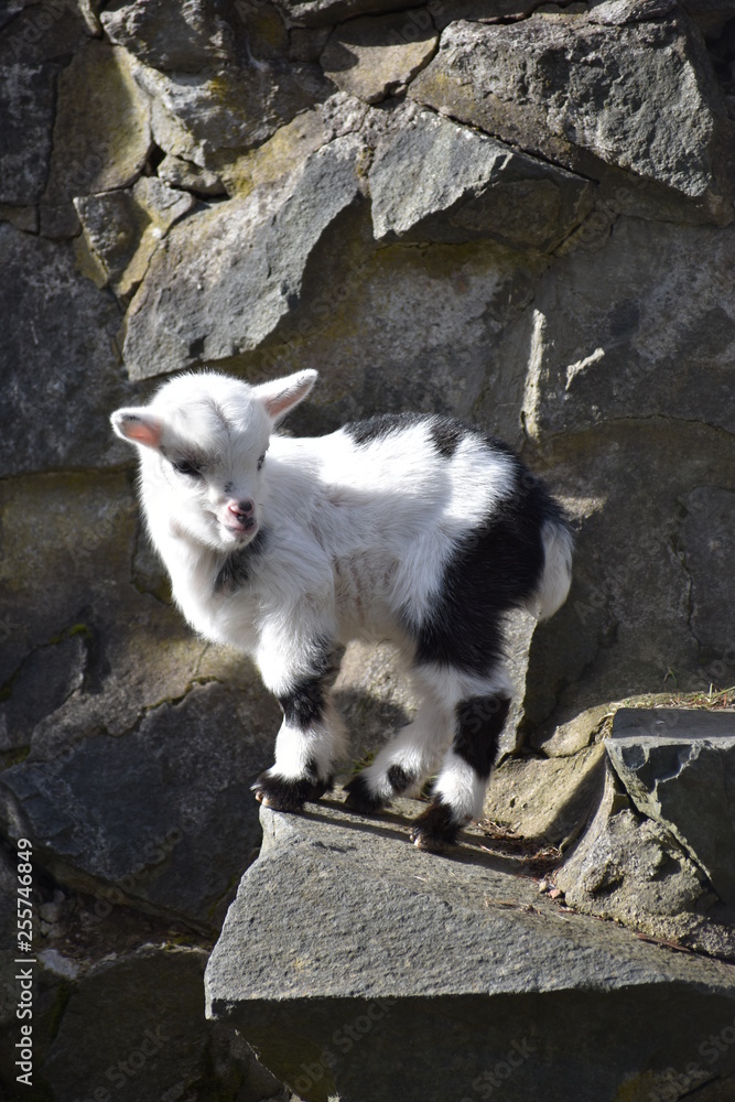 Little colorful white baby goat with black dots in a park in Germany