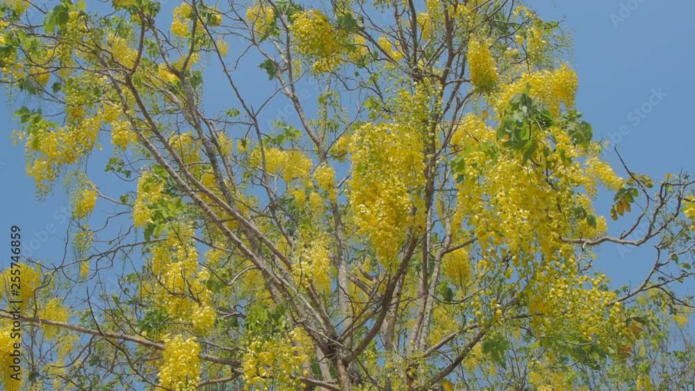 Beautiful Cassia fistula or Golden shower tree blossom blooming on tree with nature blurred background, known as golden rain tree, canafistula and ratchapruek in Thailand. Beautiful Cassia fistula or Golden shower tree blossom blooming on tree with nature blurred background, known as golden rain tree, canafistula and ratchapruek in Thailand.