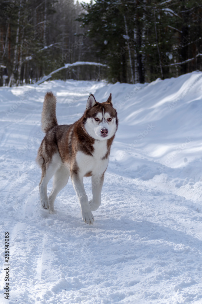 Brown Siberian husky runs forward on a snowy forest road in the winter forest. Brown Siberian husky runs forward on a snowy forest road in the winter forest.