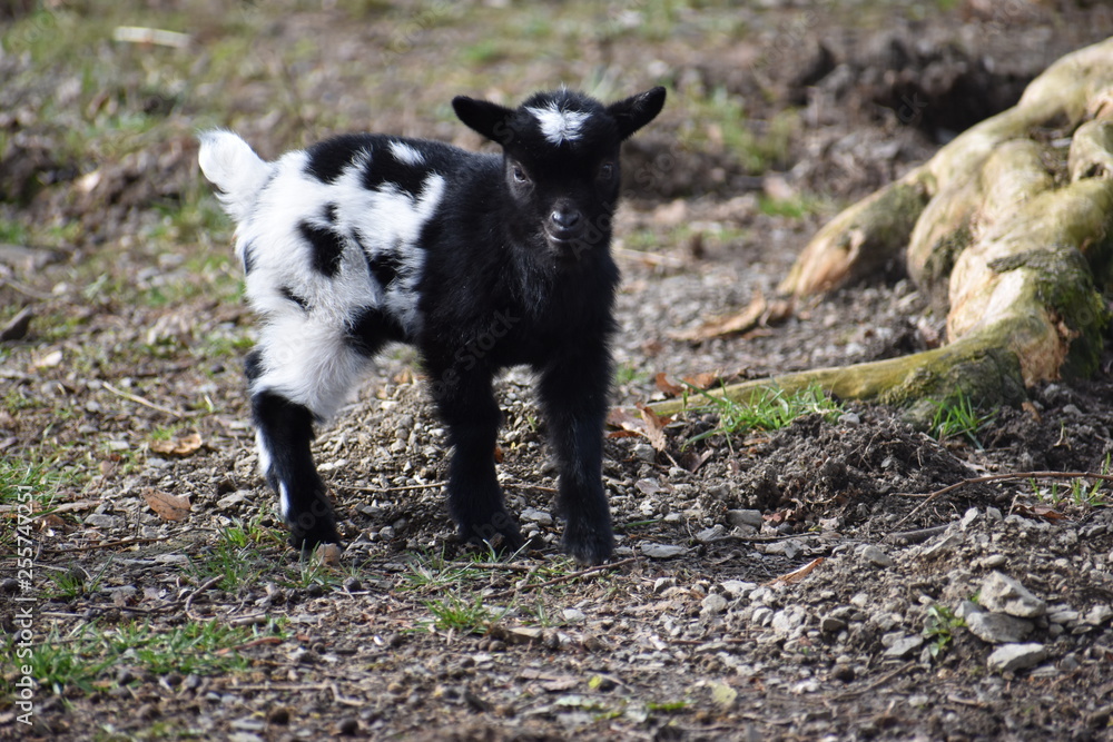 Little colorful black baby goat with a white head in a park in Germany