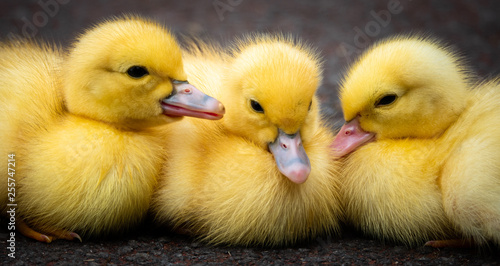 Fotografie Group of ducklings of a muscovy duck on Sao Jorge island on the Azores, Portugal