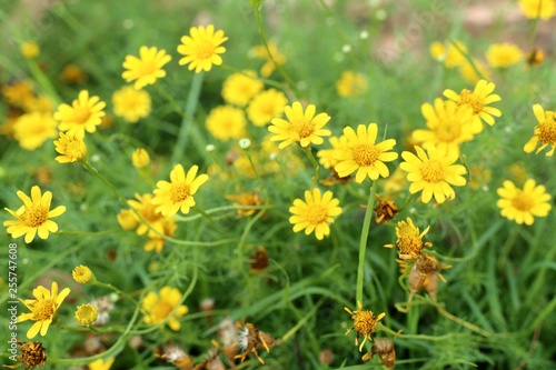Daisy flower in tropical