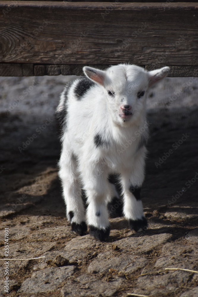 Portrait of a white baby goat with black dots in a park in Germany