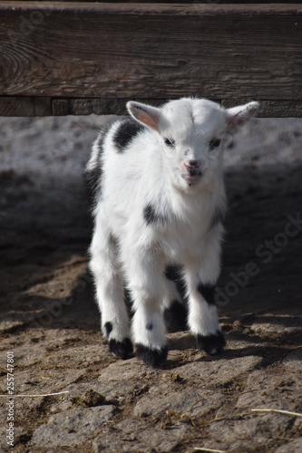 Portrait of a white baby goat with black dots in a park in Germany