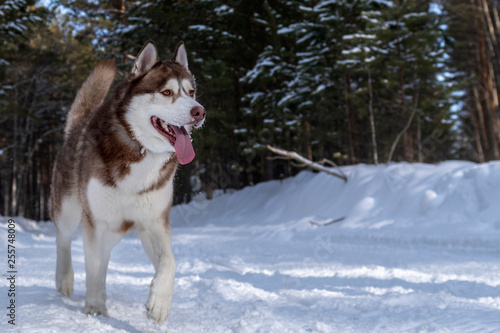 Fototapeta Naklejka Na Ścianę i Meble -  Siberian husky dog runs on snowy forest road in sunny winter forest. Snowy winter outdoors Copy space.