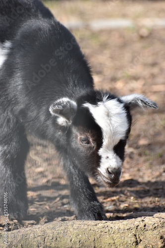 Little colorful black baby goat with a white head in a park in Germany