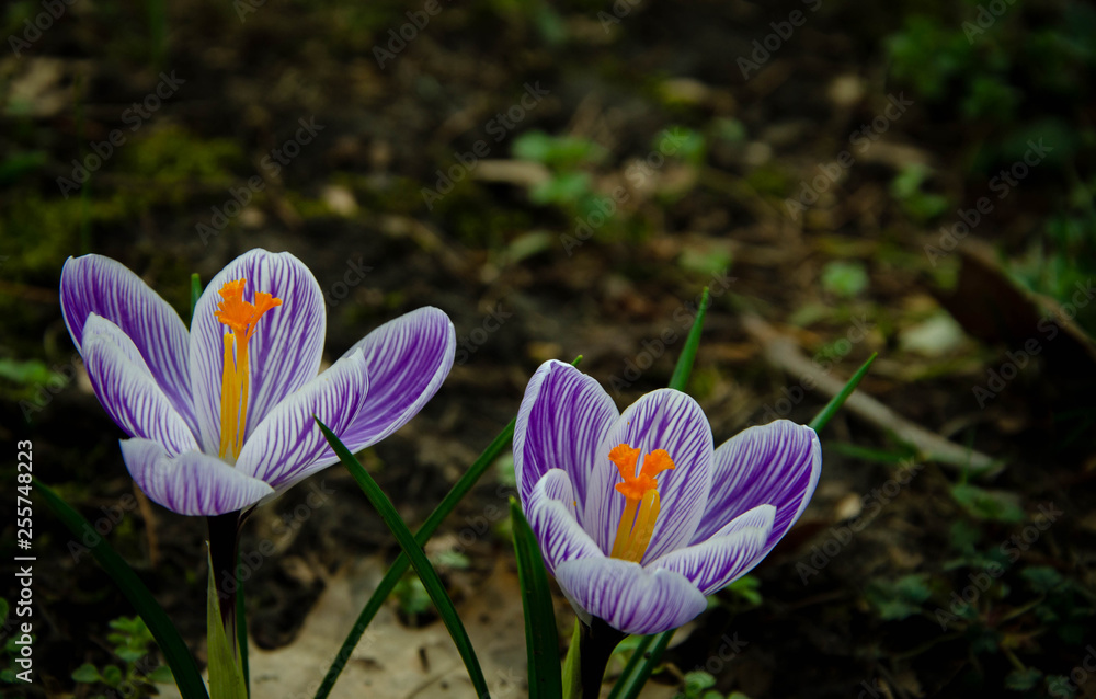 crocus in spring crocus in spring