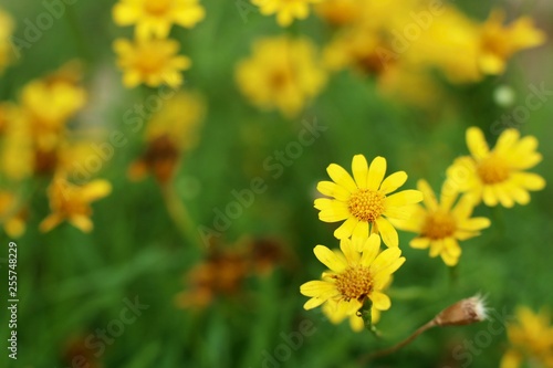 Daisy flower in tropical