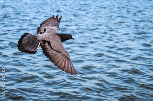 Pigeon Flying Over the Water, with Clipping Path © Phunkoon