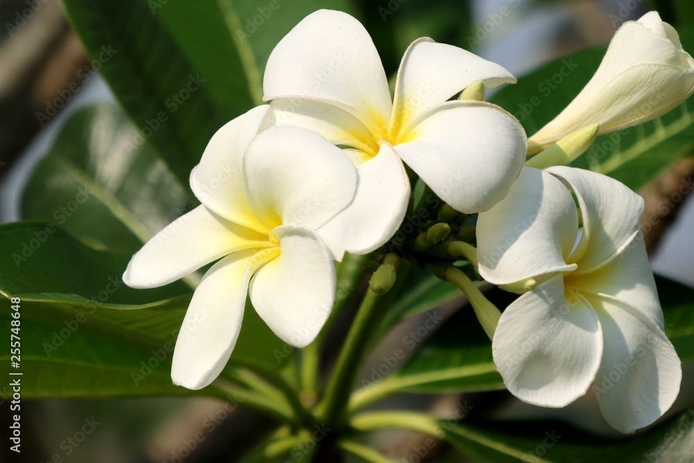 Tropical flowers white frangipani Tropical flowers white frangipani