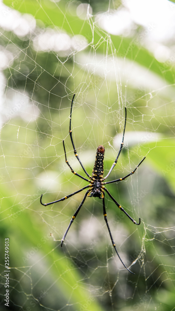 A female giant woods spider in the mountain forest of Taipei A female giant woods spider in the mountain forest of Taipei