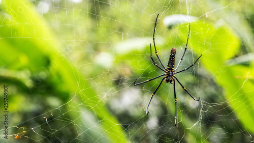 A female giant woods spider in the mountain forest of Taipei