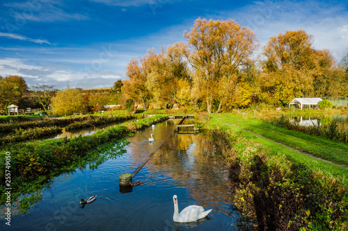 Trout fish farm in Bibury Village Cotswolds