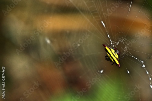 Spider on the webs