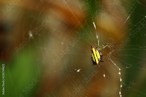 Spider on the webs
