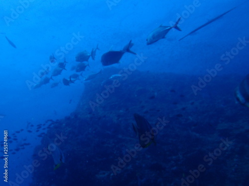 Fototapeta Naklejka Na Ścianę i Meble -  整列して泳ぐ魚たち