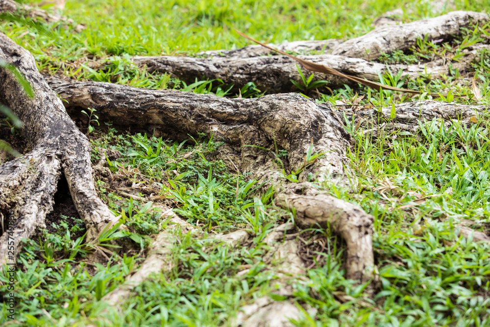 tree roots and Green grass,The roots of large trees in the forest tree roots and Green grass,The roots of large trees in the forest