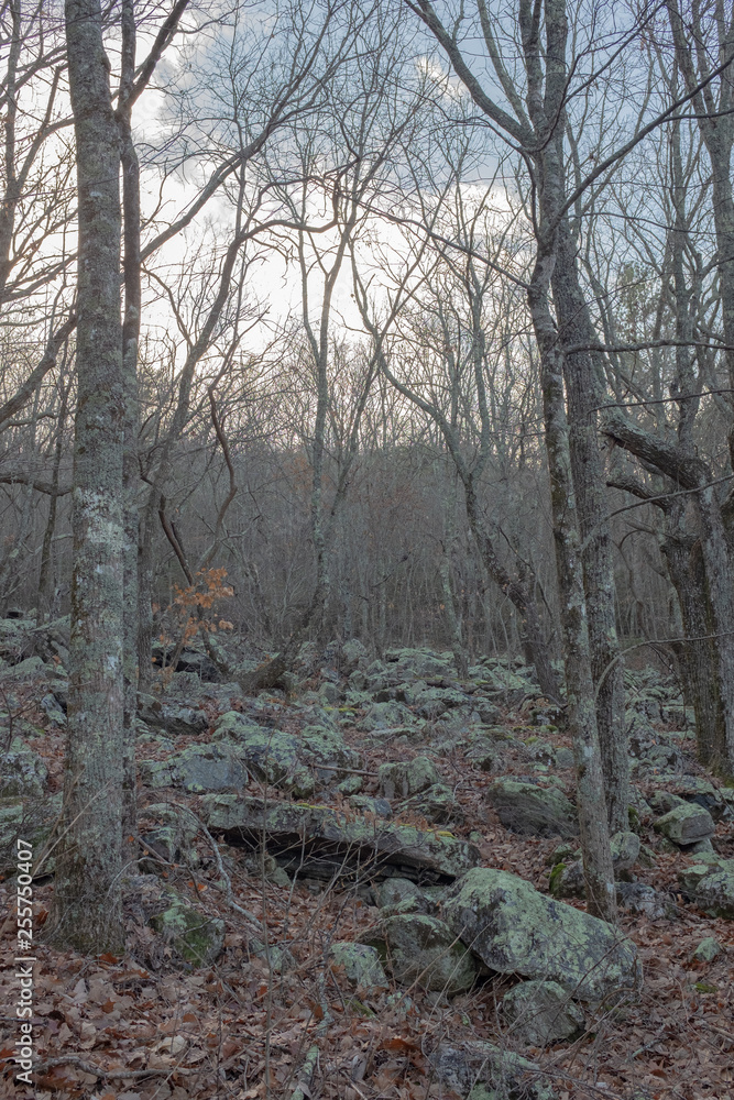 Obraz premium Trees and rocks near the top of Cheaha Mountain in Alabama, USA