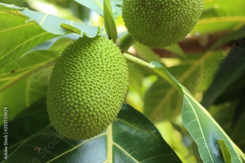 Breadfruit tree in tropical