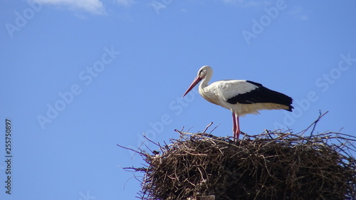 Stork on the nest over a column with blue sky at the town of Spain