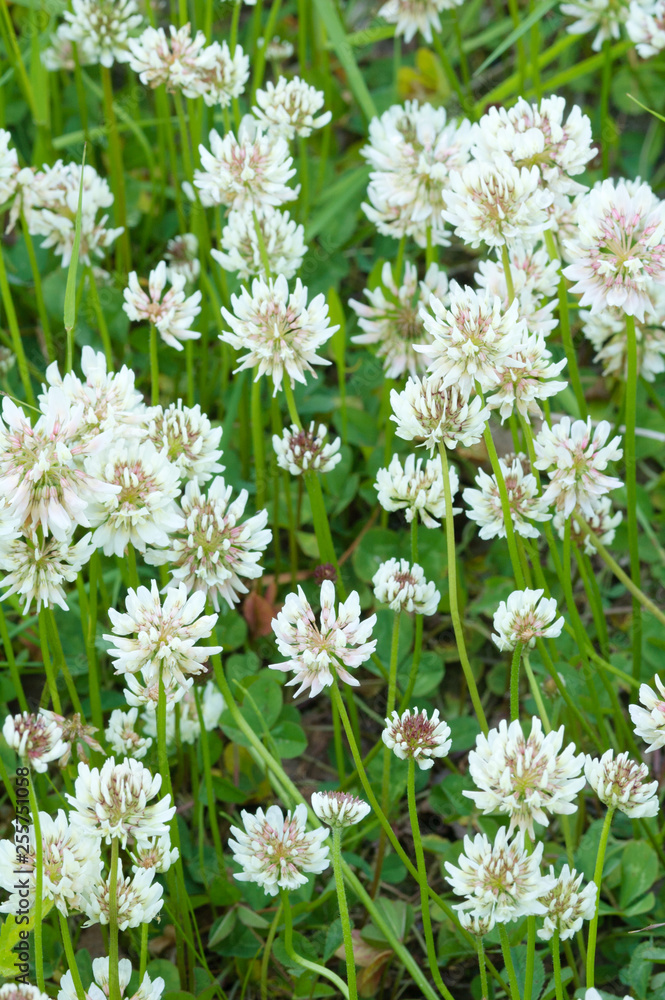 White clover (Trifolium repens) flowers in the field.