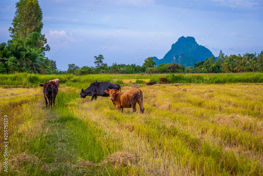 Cow in a field, Phatthalung