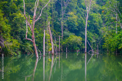 Lake with trees growing out of water  Thailand