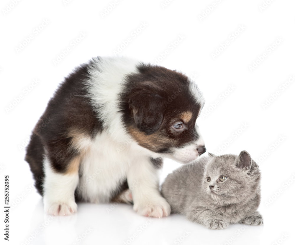 Australian shepherd sniffing kitten. isolated on white background Australian shepherd sniffing kitten. isolated on white background