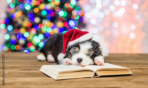Australian shepherd puppy in red santa hat and eyeglasses sleeping on the book with Christmas tree on background © Ermolaev Alexandr